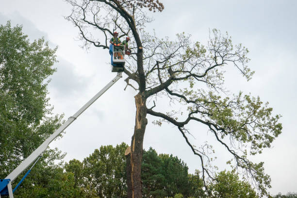 Best Professional Tree Care  in Livonia, MI